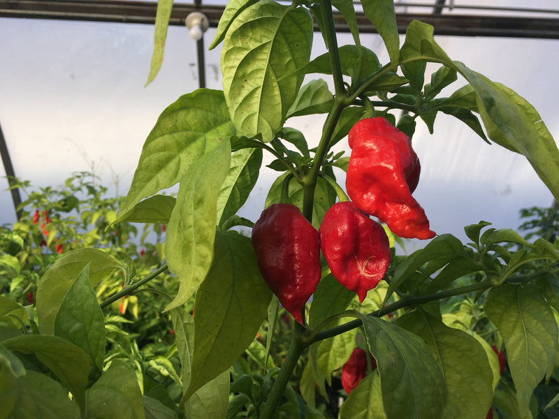 A Sense Of Place | Scorpion Peppers