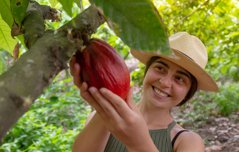 Recognizing Quality Bean Origins Through Cacao Tasting Sessions